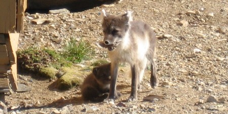 mama with puppies